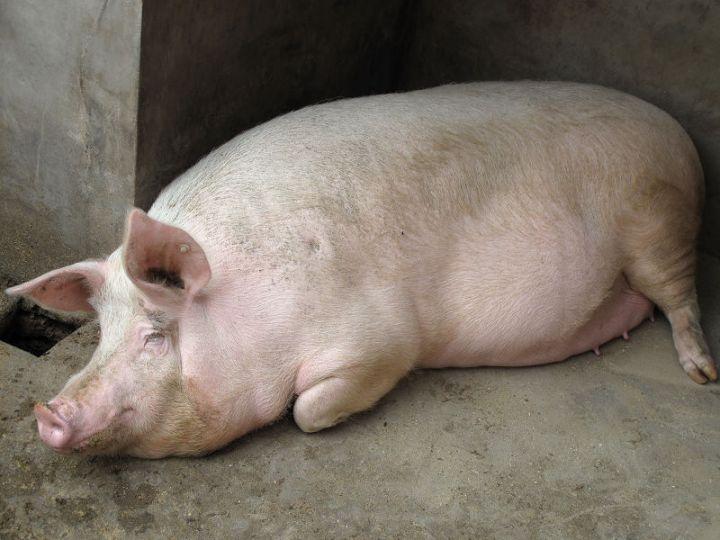 《一场按年猪竟招来3000名网友相聚》之感
年老父母杀年猪，
忧父年老按不住。