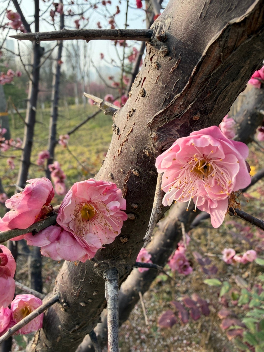 对本博来说，长焦微距用的最多的就是拍花，不过iPhone没有长焦微距，只能退而求