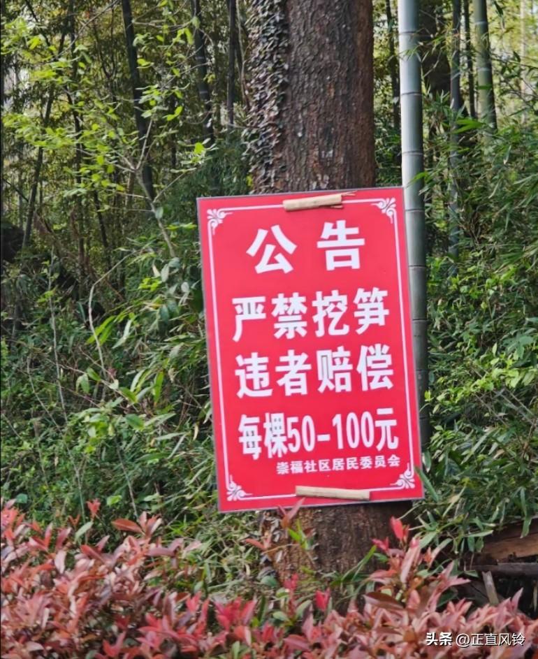 杭州良渚抓到一对你年轻人偷竹笋，村民要求赔偿，因赔偿金额谈不妥，警方介入调解
村