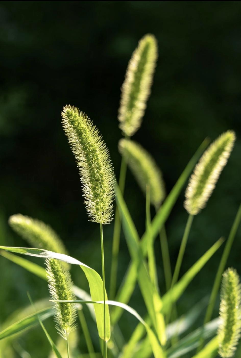 怎么说呢？有时候不准备也许是最好的安排。老王太太因为地垄问题和老张太太打起来了。