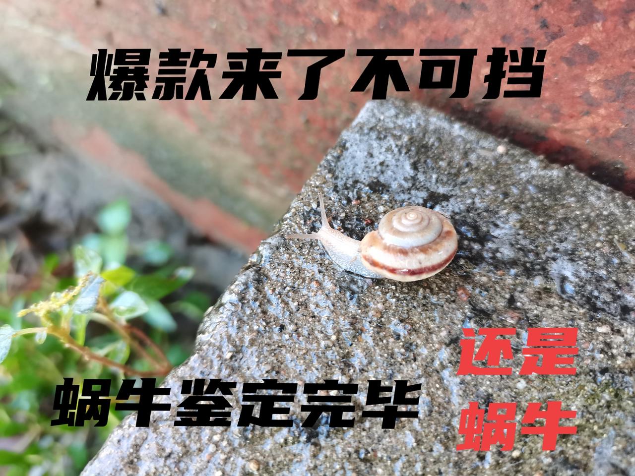 流量来了不可挡，蜗牛鉴定完毕

突然连续爆款，有点受宠若惊，就像天降大馅饼，本就