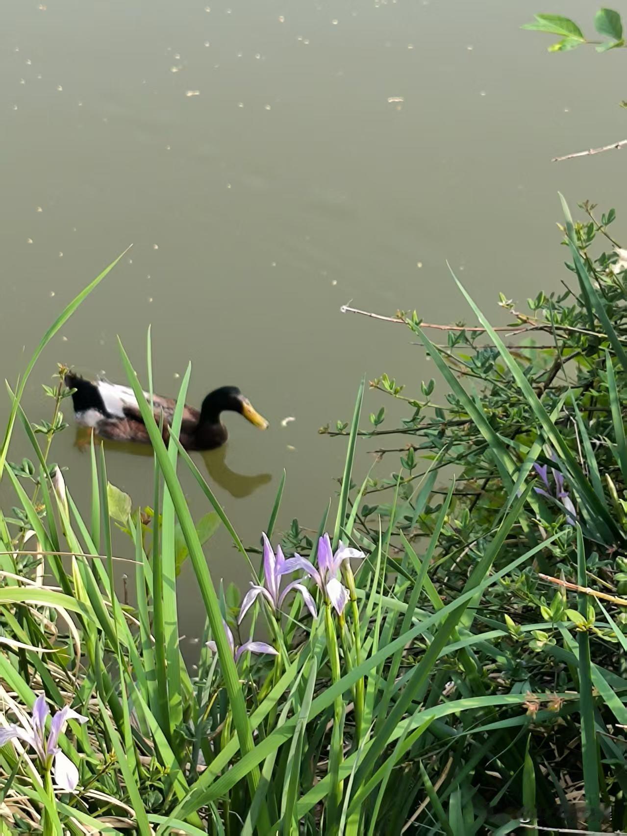 每次去公园都快中午了，今天早晨就去遛了！天气真好，早晨柳絮刮的也少，公园里的风景