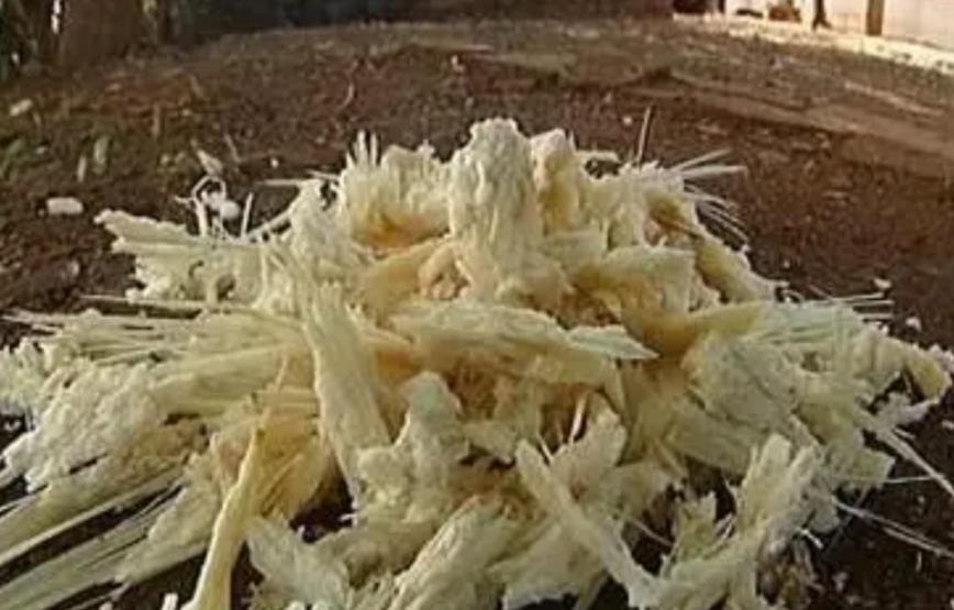 印度每年榨糖剩下7500万吨甘蔗渣，堆在河边发臭，蚊虫漫天飞，可是这堆烂渣子，中