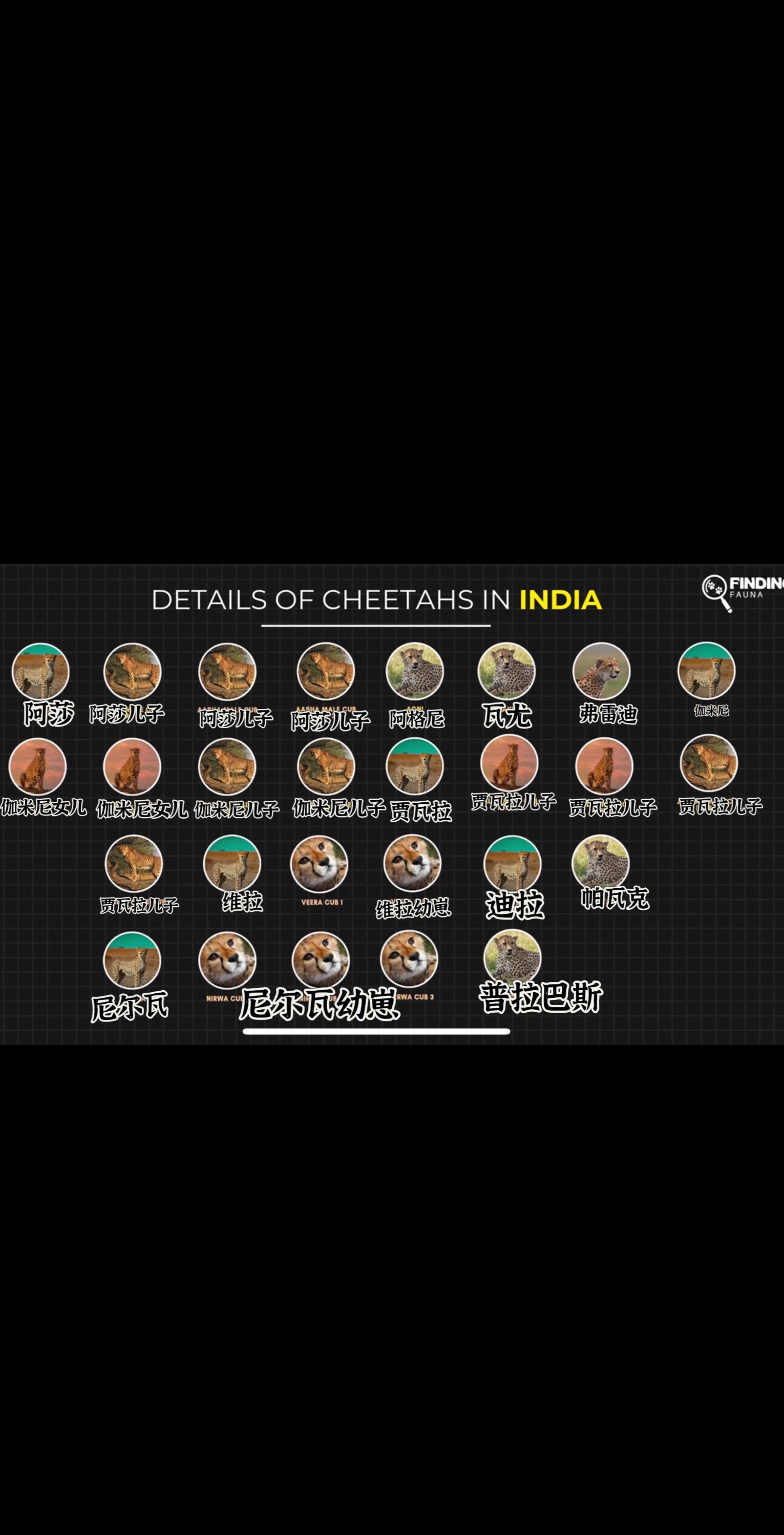 印度库诺公园的猎豹全家福一部分。这些猎豹都是在非洲引入的，现在已经完全...