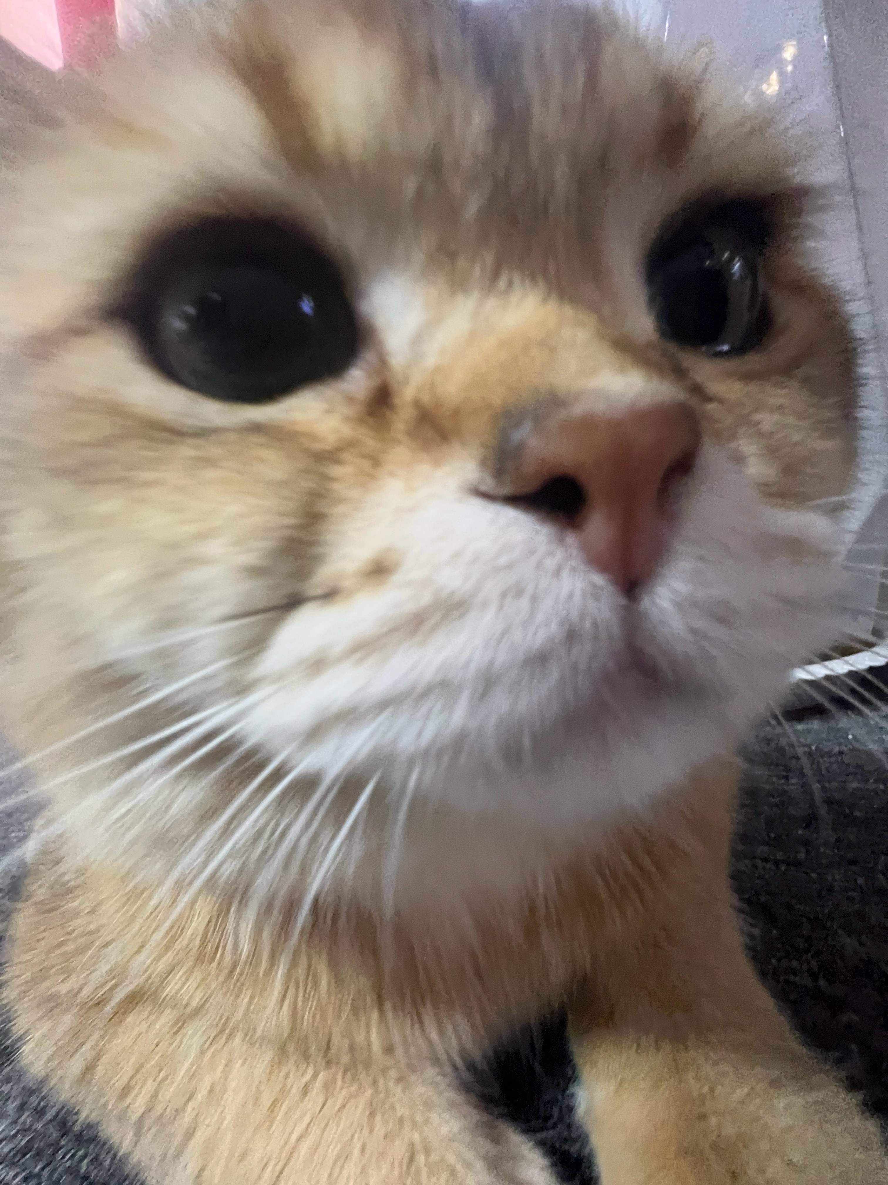 上班唯一的快乐就是能摸小猫咪 
