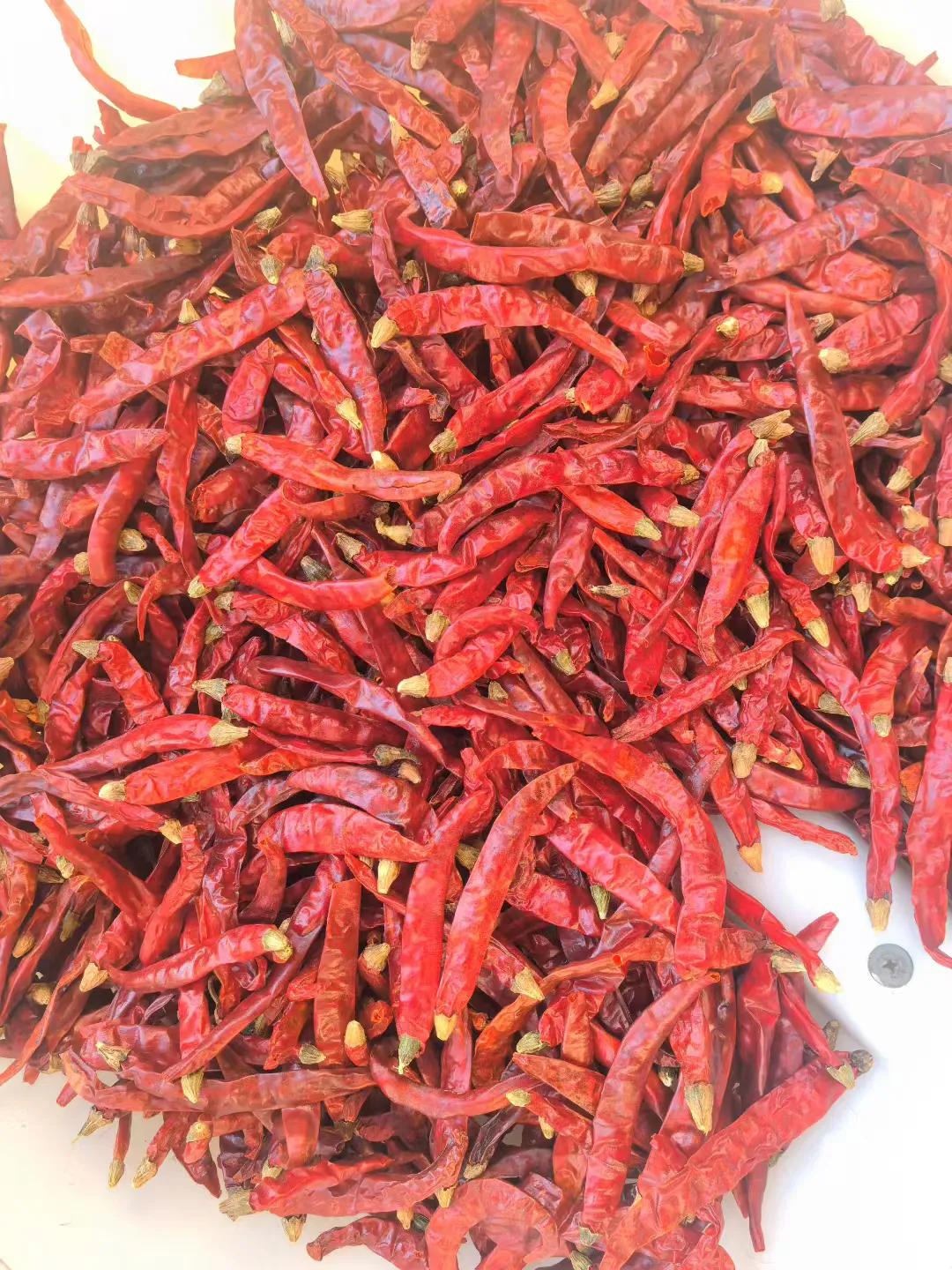 朋友做印度辣椒子，前几天去朋友的工厂玩，看到厂子里存放了大量的辣椒子，喝茶时朋友