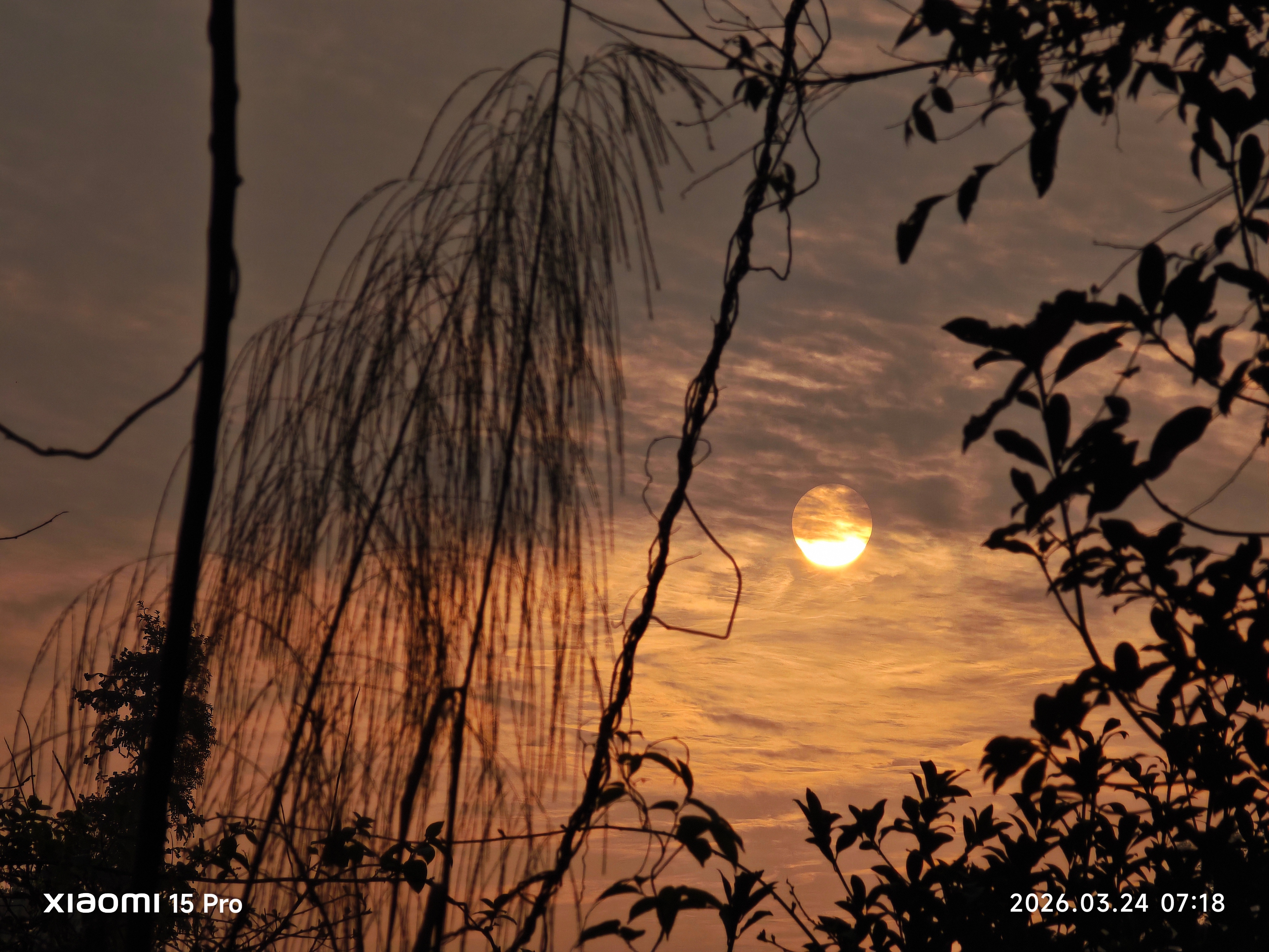 清晨春日的朝阳挣脱薄雾，将整片天空晕染成温柔的橘色。暖金色的光透过交错的枝桠，在