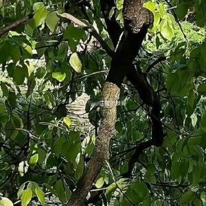 平静的日子一连过了几天，第四天午间桑晚正服侍大少爷午休。与以往不同的是，这次大少
