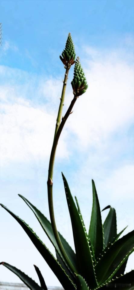 生活当中有些现象就是较不得真儿！
比如说人的性别吧：总是以男女来划分，谁要是说你