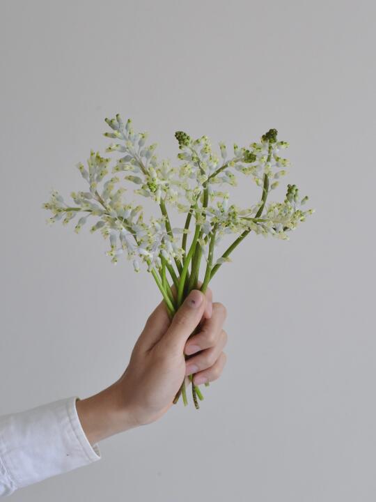 草花·单叶立金花