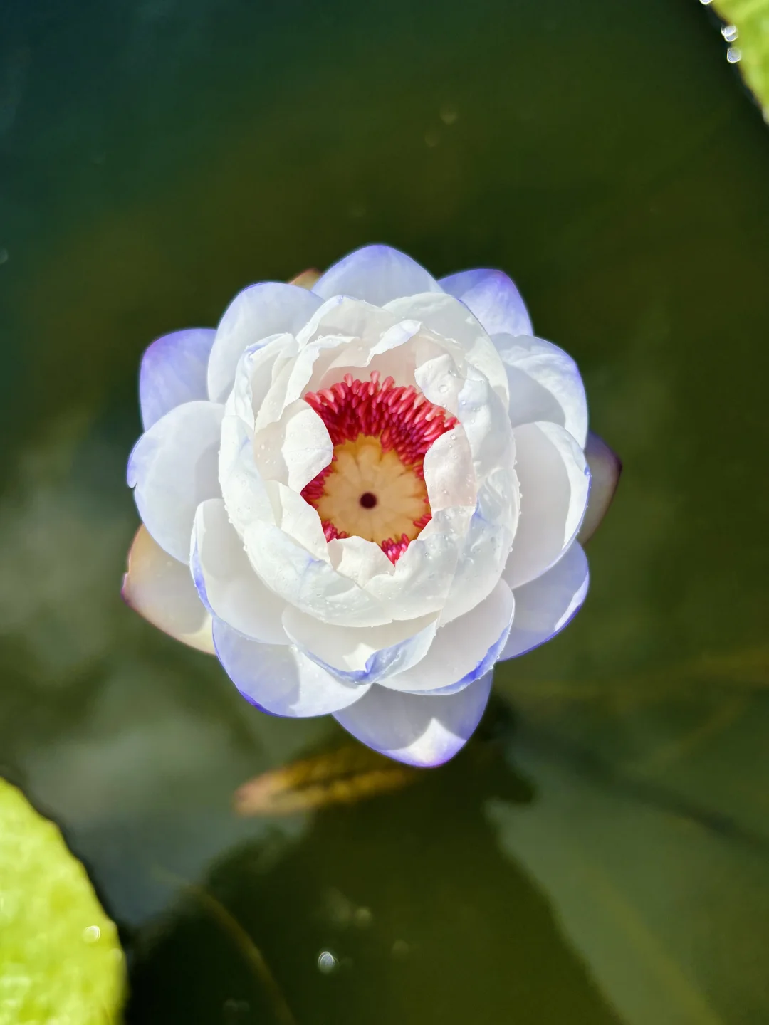 澳洲睡莲 花型像一个精致的小圆球