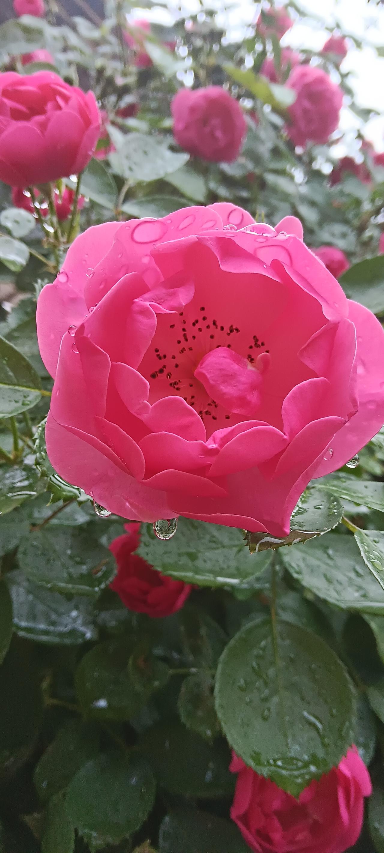 漂亮的花朵很养眼