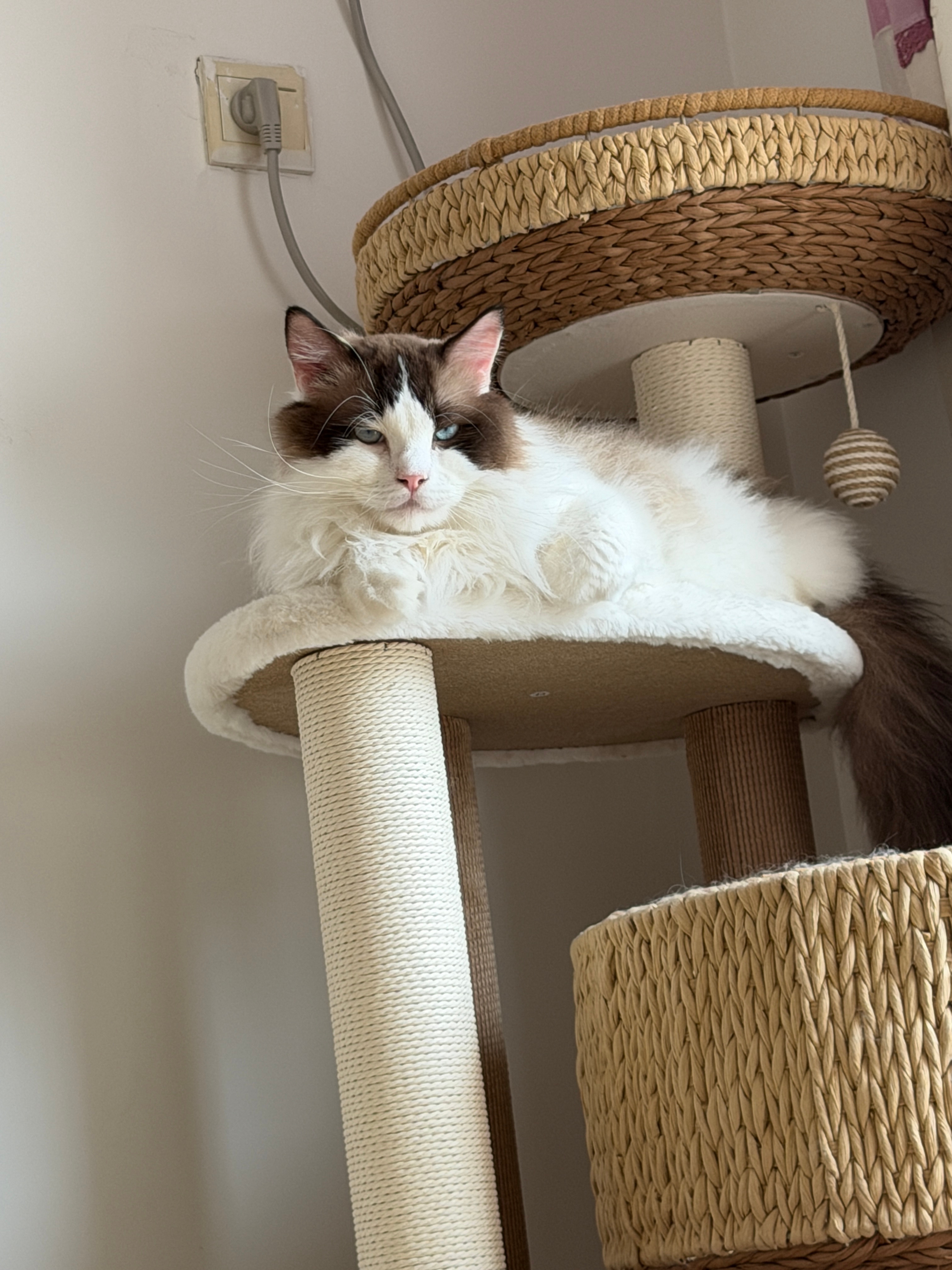 猫之大一个猫爬架躺不下