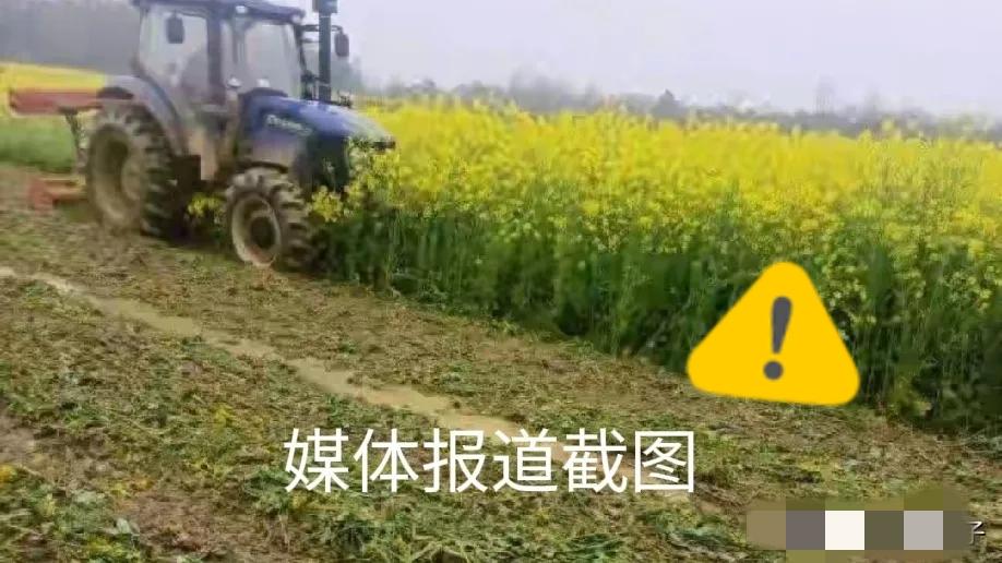 太让人气愤！湖北赤壁30亩即将成熟的油菜，竟因租金纠纷被农机直接碾毁，当地已火速