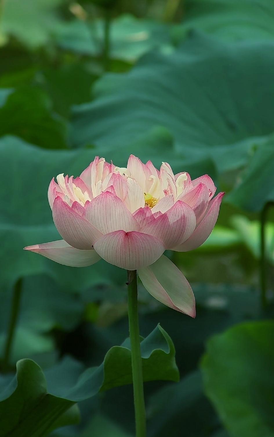 分享随手拍下的花朵随手拍～