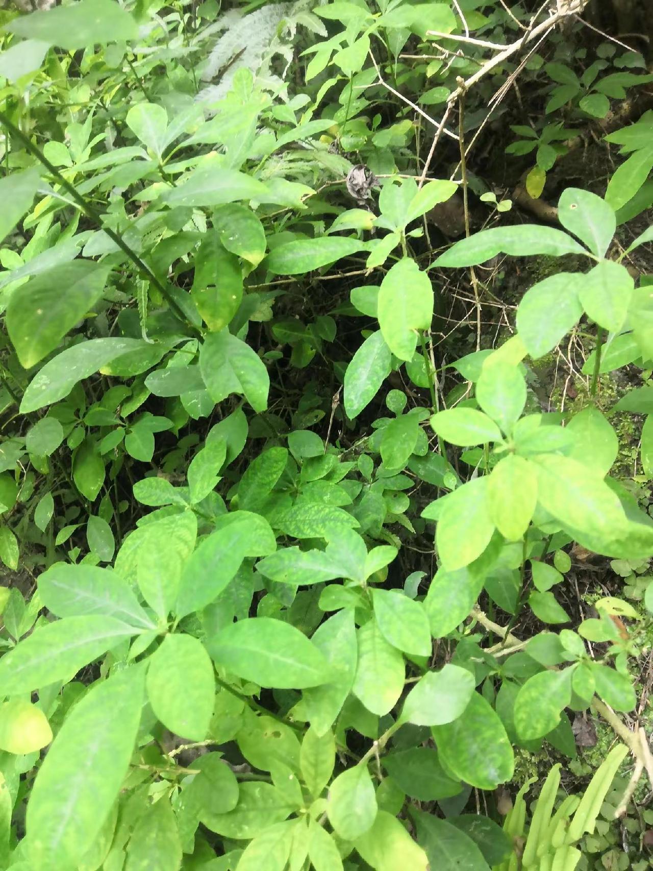 今年的农村地区蔬菜也是很贵的，，日常生活 大自然的馈赠 记录我的生活 我的农村生