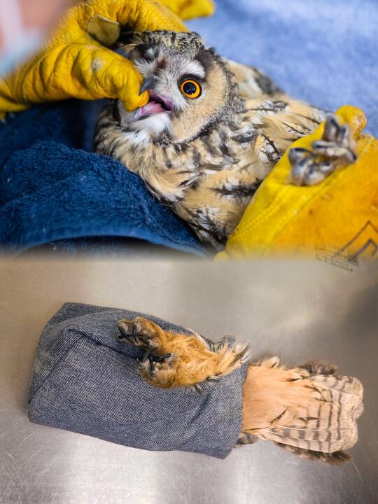 你有一个待签收的猫头鹰包裹📦