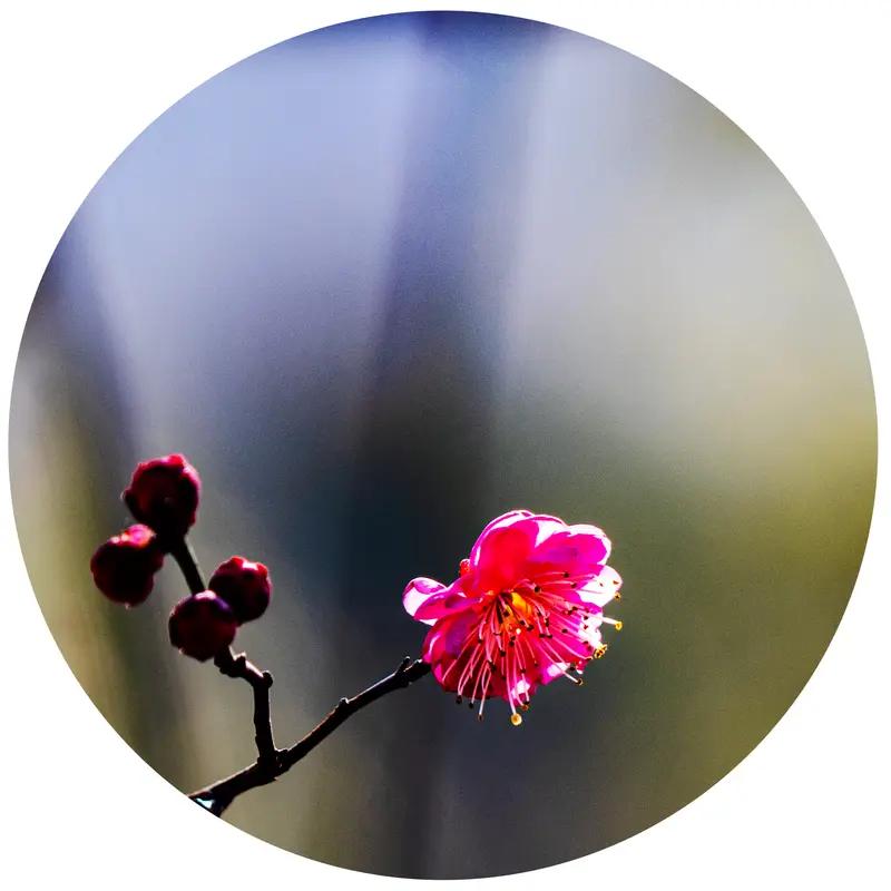 上联：春赏桃花秋赏菊，如何对下联夏观荷花冬看梅。