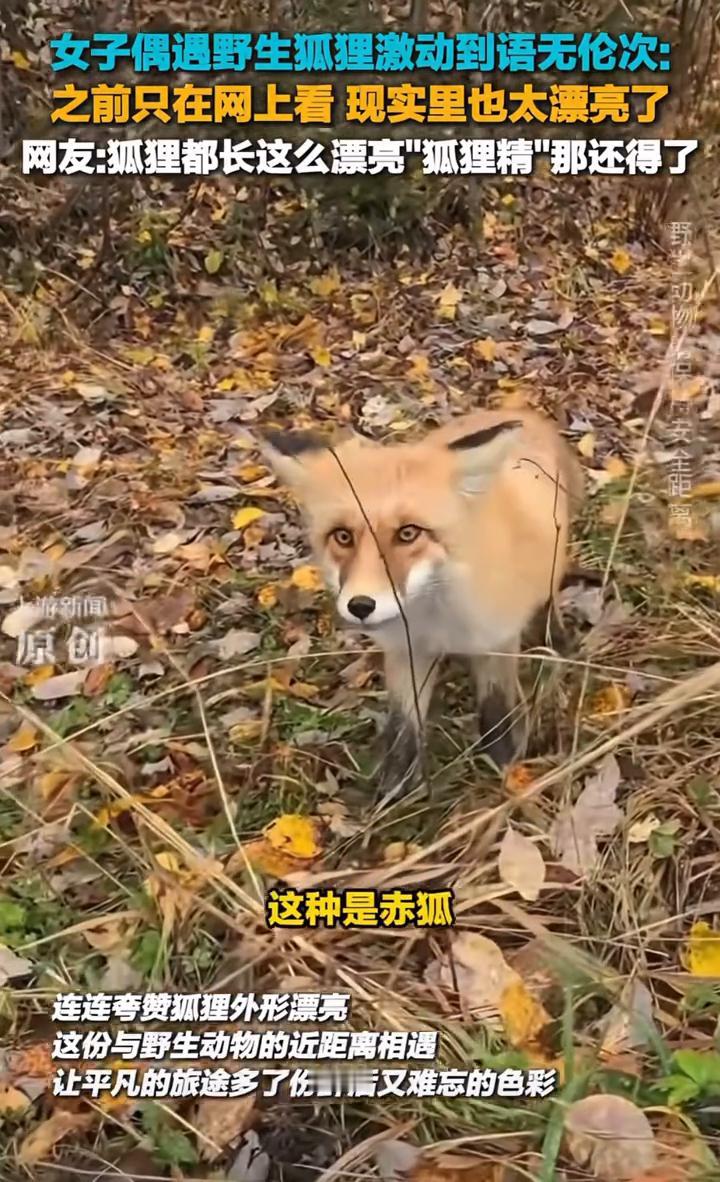 女子偶遇野生狐狸激动到语无伦次：之前只在网上看，现实里也太漂亮了。网友：狐狸都长