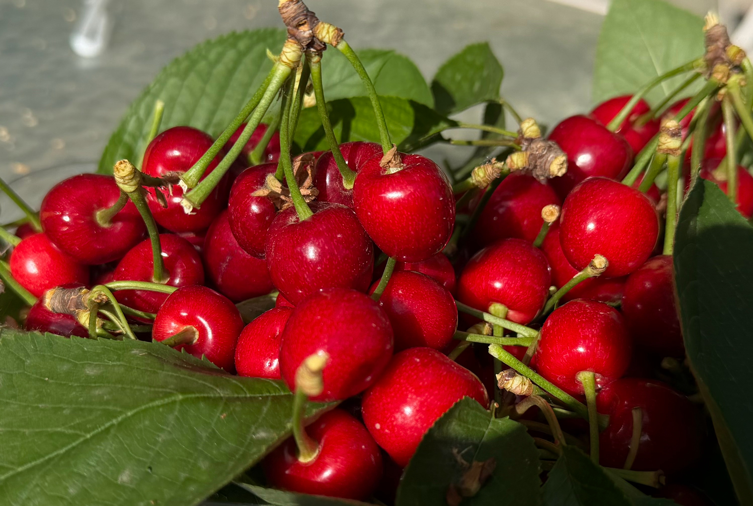 樱桃🍒熟了。
