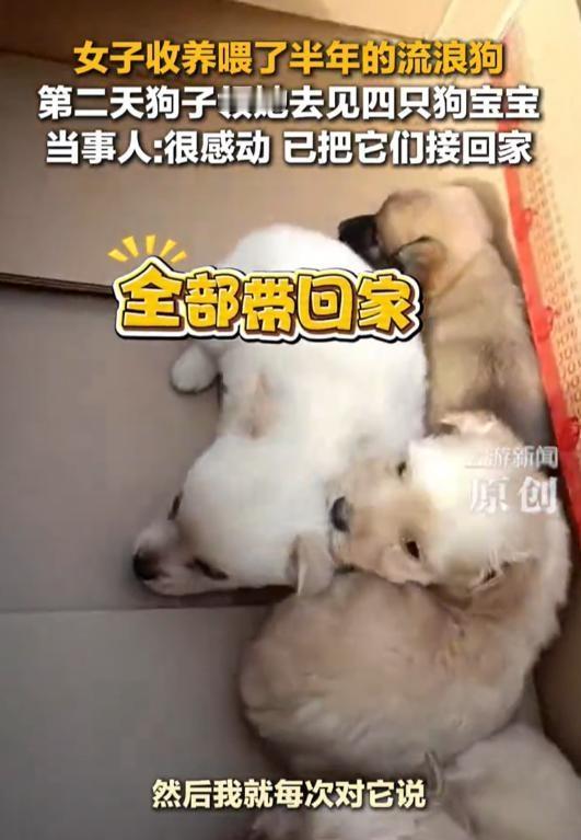 “太通人性了！”河南一位女子长期投喂一只流浪狗，见狗狗怀孕后随口开玩笑说“以后能