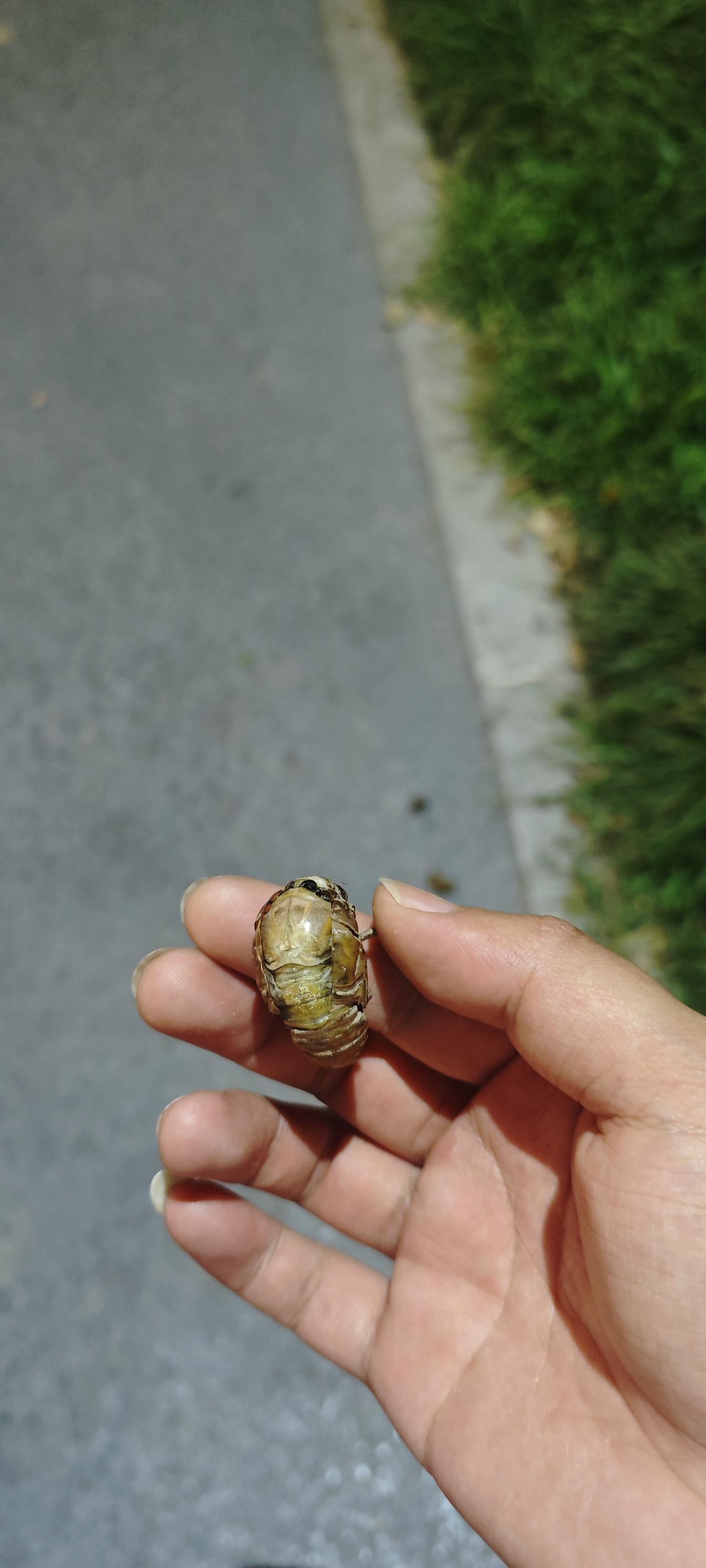 晚上出门遛弯偶遇童年硬通货——爬叉（金蝉）！
地下蛰伏好几年，天一黑就破土往树上