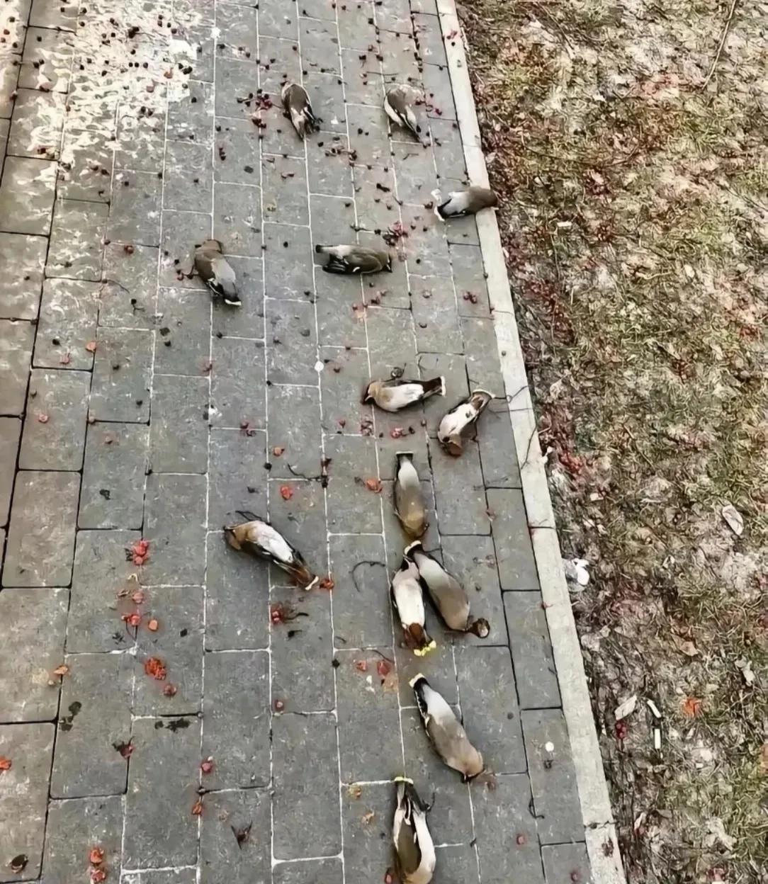 这是怎么了？这么多鸟倒一地，其实大概率是吃了发酵的果子醉倒啦。
太平鸟爱吃浆果，