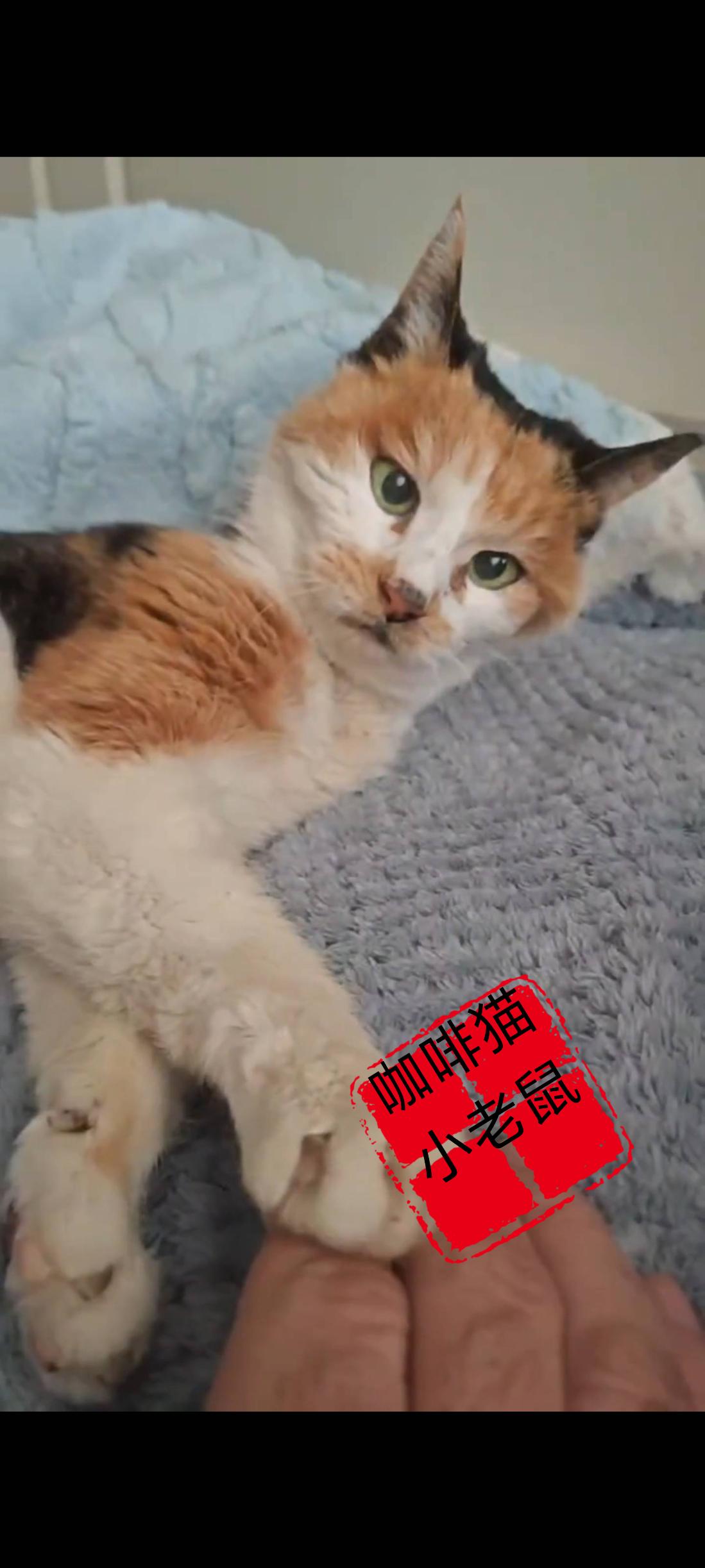 这是这只高龄老猫生命当中的最后一刻，也是她最后一次用尽最后一丝力气，伸出自己的爪