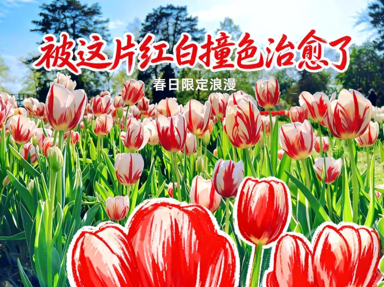 治愈花，治愈人，治愈就好。花 春日 风景上热门话题🔥🔥🔥