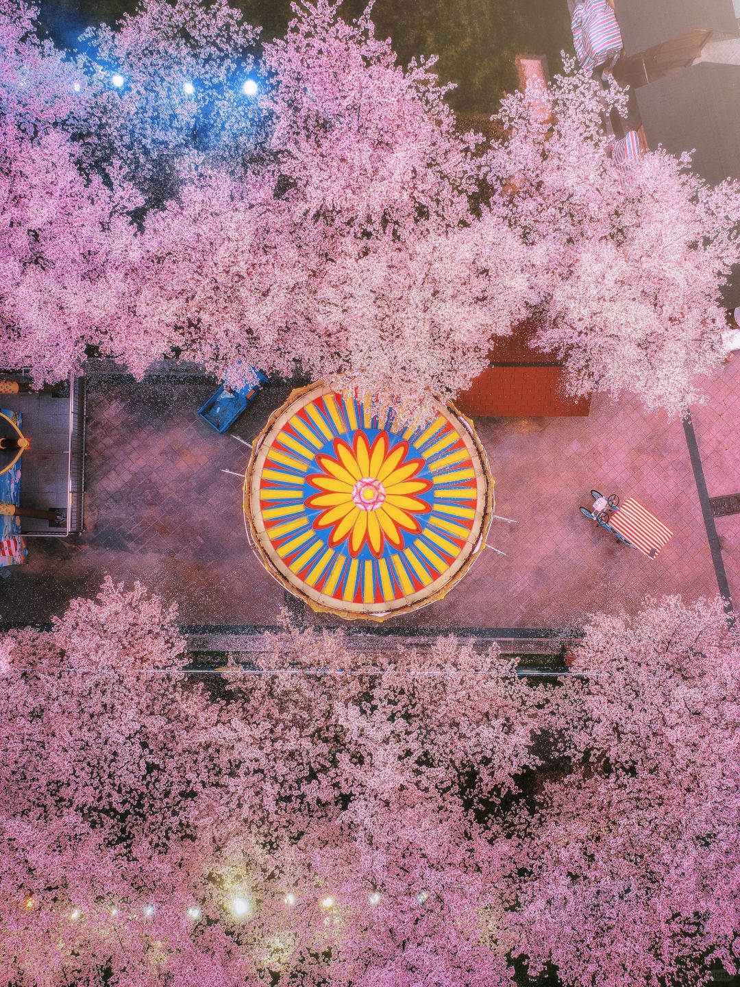 宁波浪漫樱花即将开放🌸真太像韩剧场景了❗️