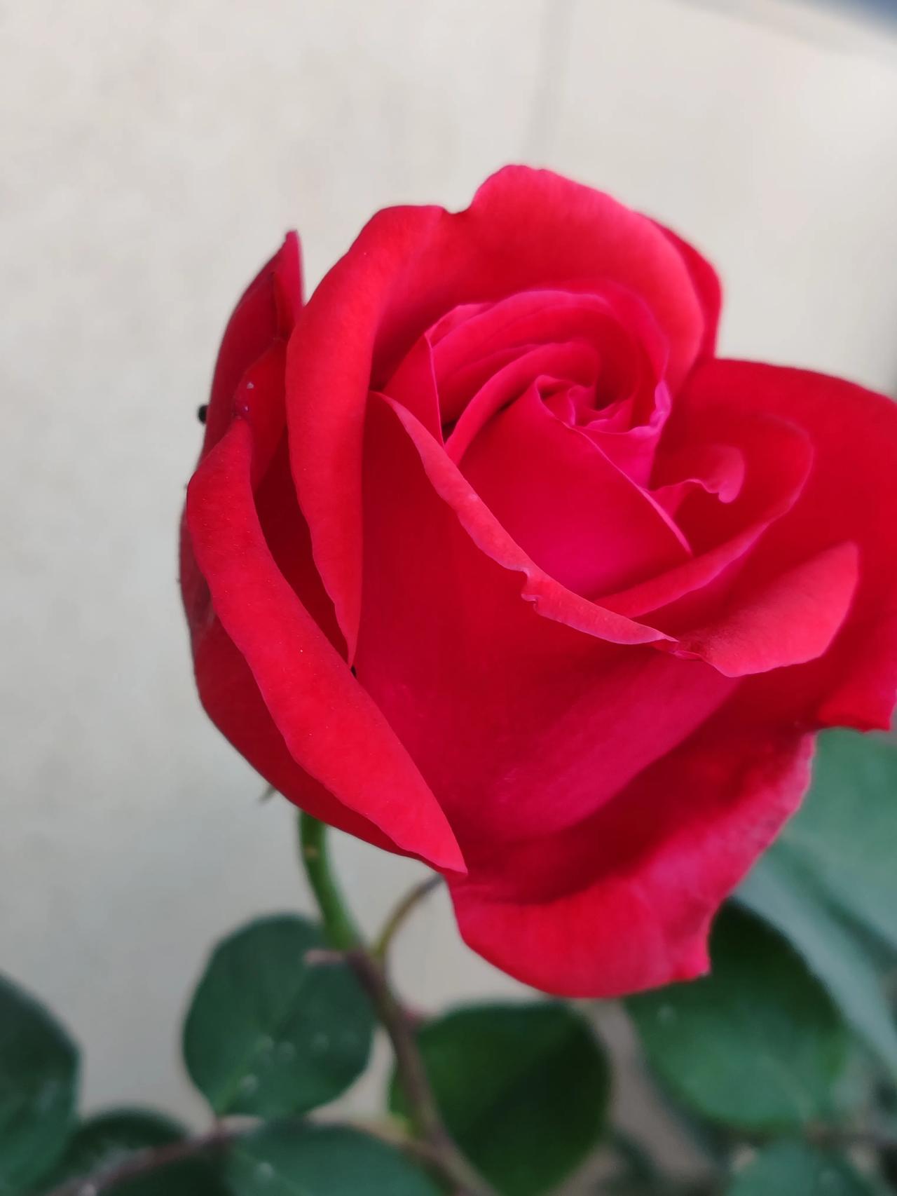 分享红色月季花