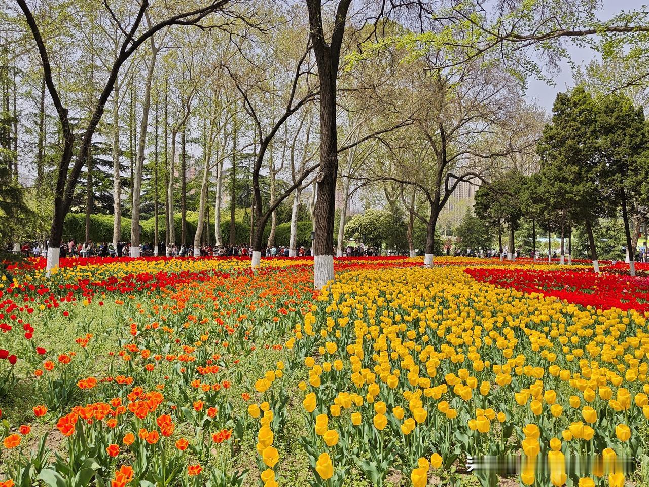 西安市兴庆公园郁金香盛开在春天里