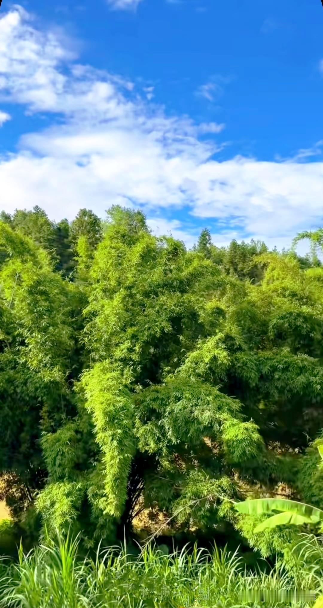 竹子身上分段隆起的部位叫做竹节，竹子的枝丫叶片都从这里生发而出，“节外生枝”一词
