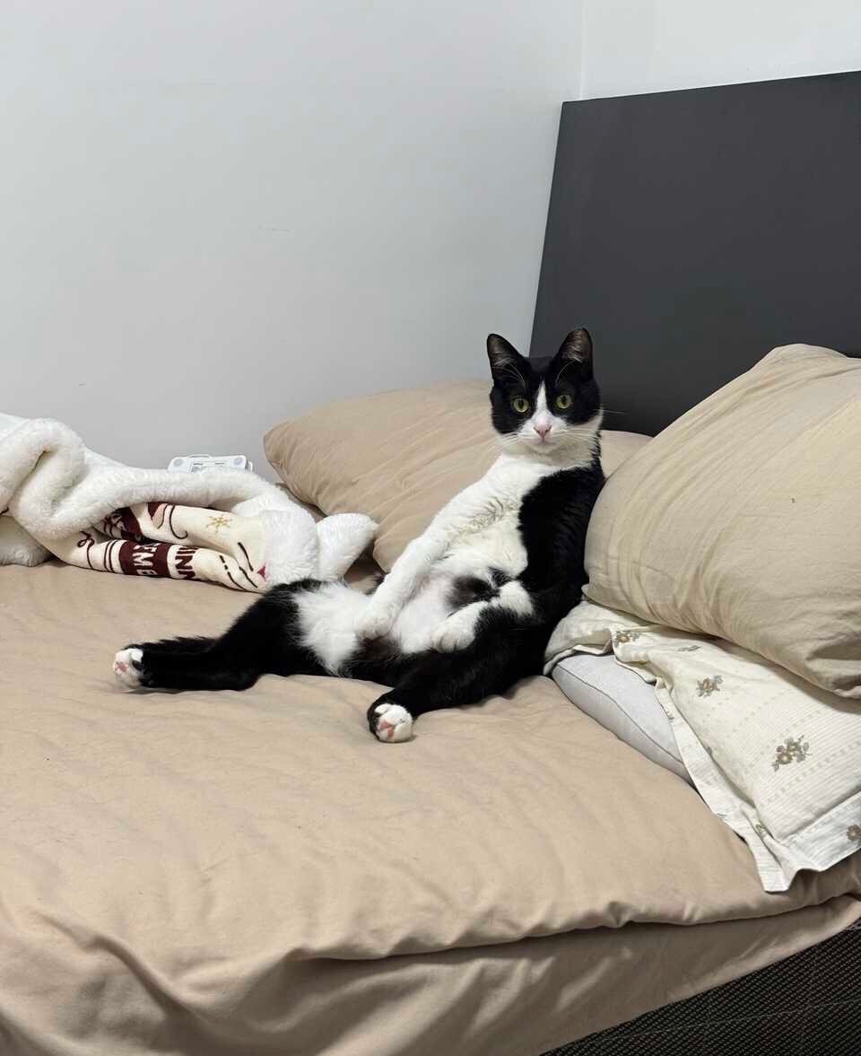 早您一步daily奶牛猫 （投稿：） 