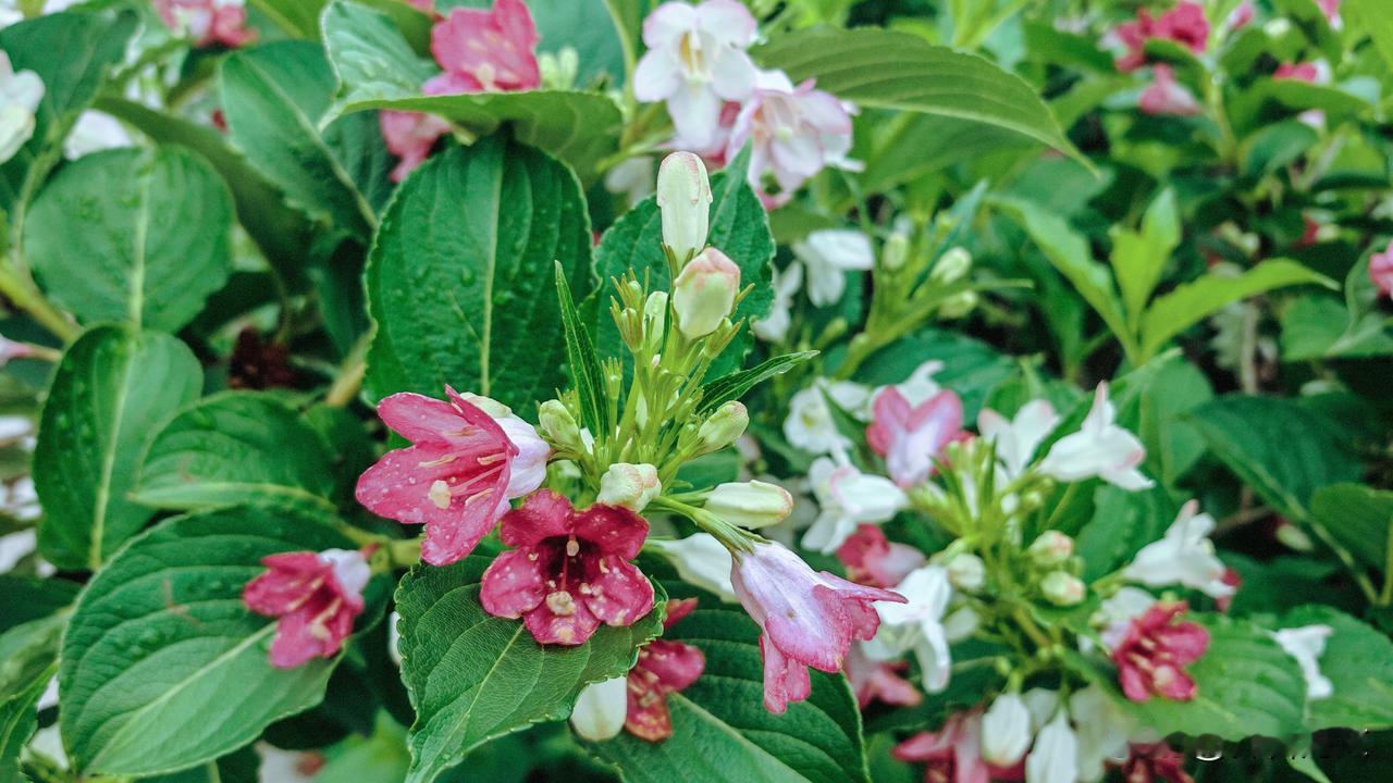 《七律·咏粉色锦带花》
谁将锦带缀春丛？粉黛轻匀造化工。
簇簇垂丝摇软玉，纤纤舞