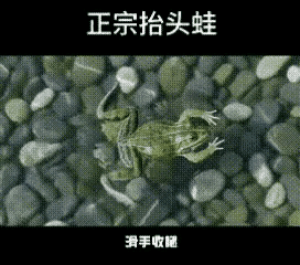 真正的蛙泳是很青蛙学的。所以，练习蛙泳不需要找教练，跟着这只青蛙学就行了，而且包