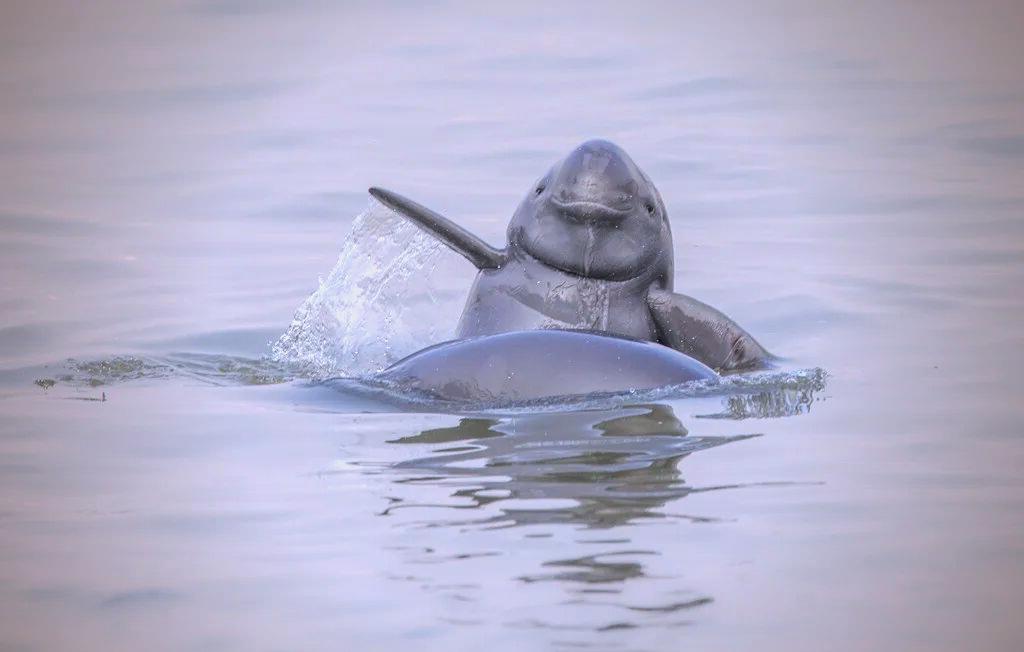 古人也是懂生物学的，江豚，俗名江猪，海豚，俗名海猪。

生物学上，海豚、江豚确实