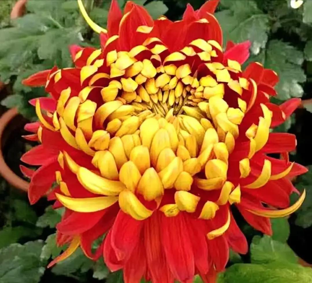 【九钟醉，和菊花】/酷侠
金秋舞会皇妃姽，独艳流苏佩彩绥

霜宫邀约，琼芳奕世。