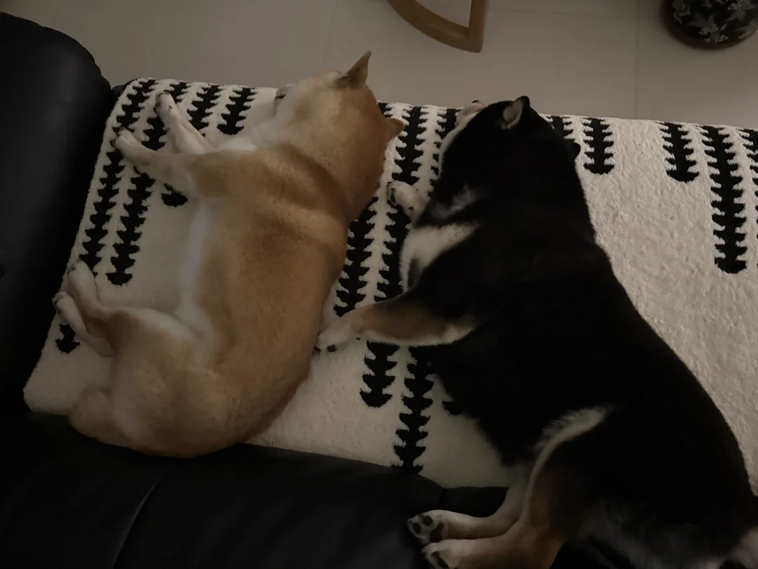 好兄弟 神同步睡姿