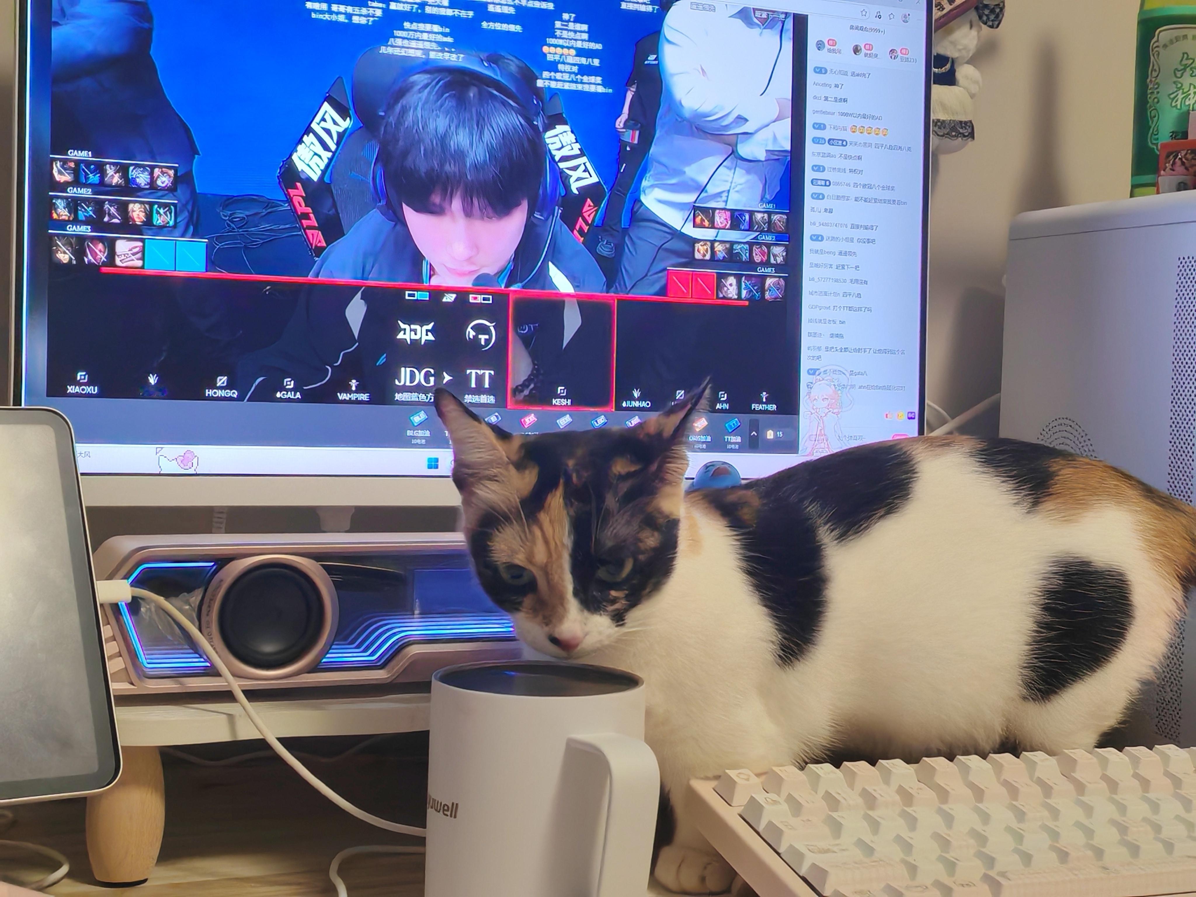 朋友家的美貌小三花😻😻😻 