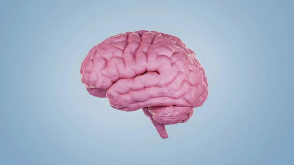 人类的进化优势在于脑子大到与身体不成比例，但是大约3000年前，人类的脑子突然变