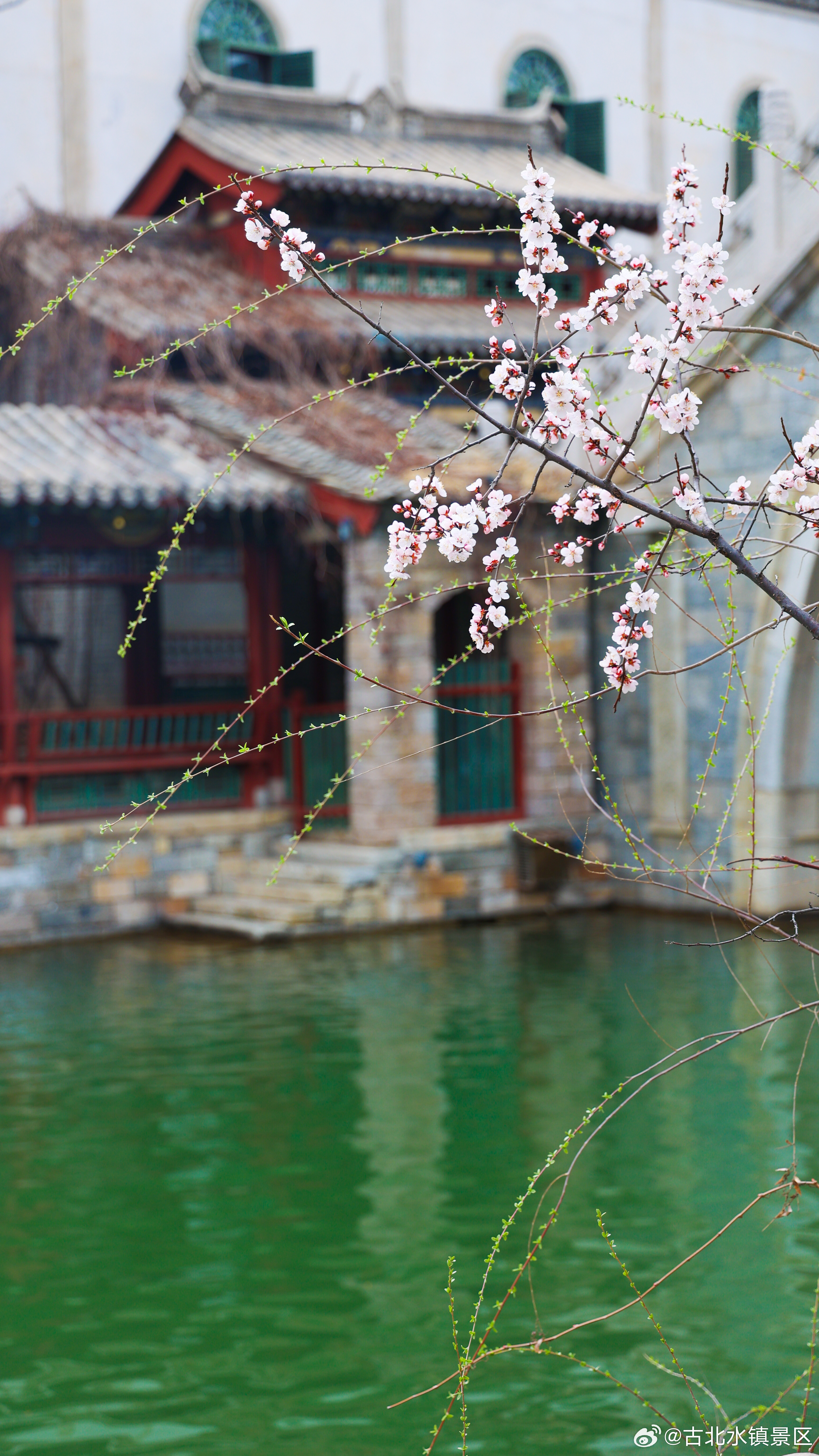 生活是一场充满未知的冒险，而每一个清晨都是新的起点早安，宝子们~#司马台长城# 