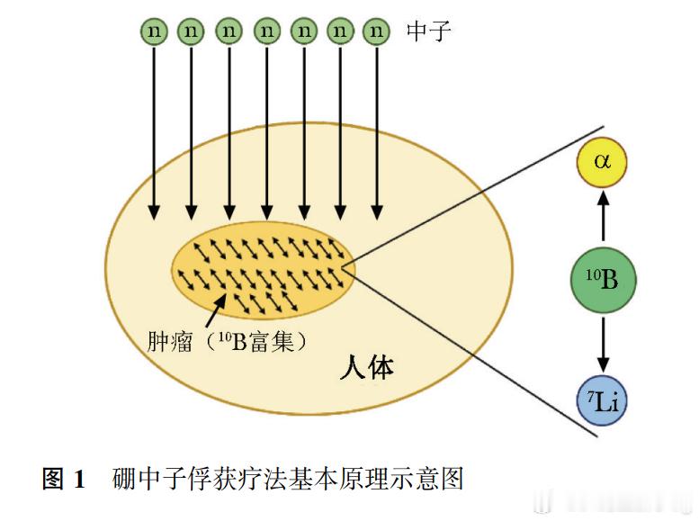 全国首例BNCT在海南完成治疗 国际创新药闻 大家都知道，传统放化疗杀癌也伤正常
