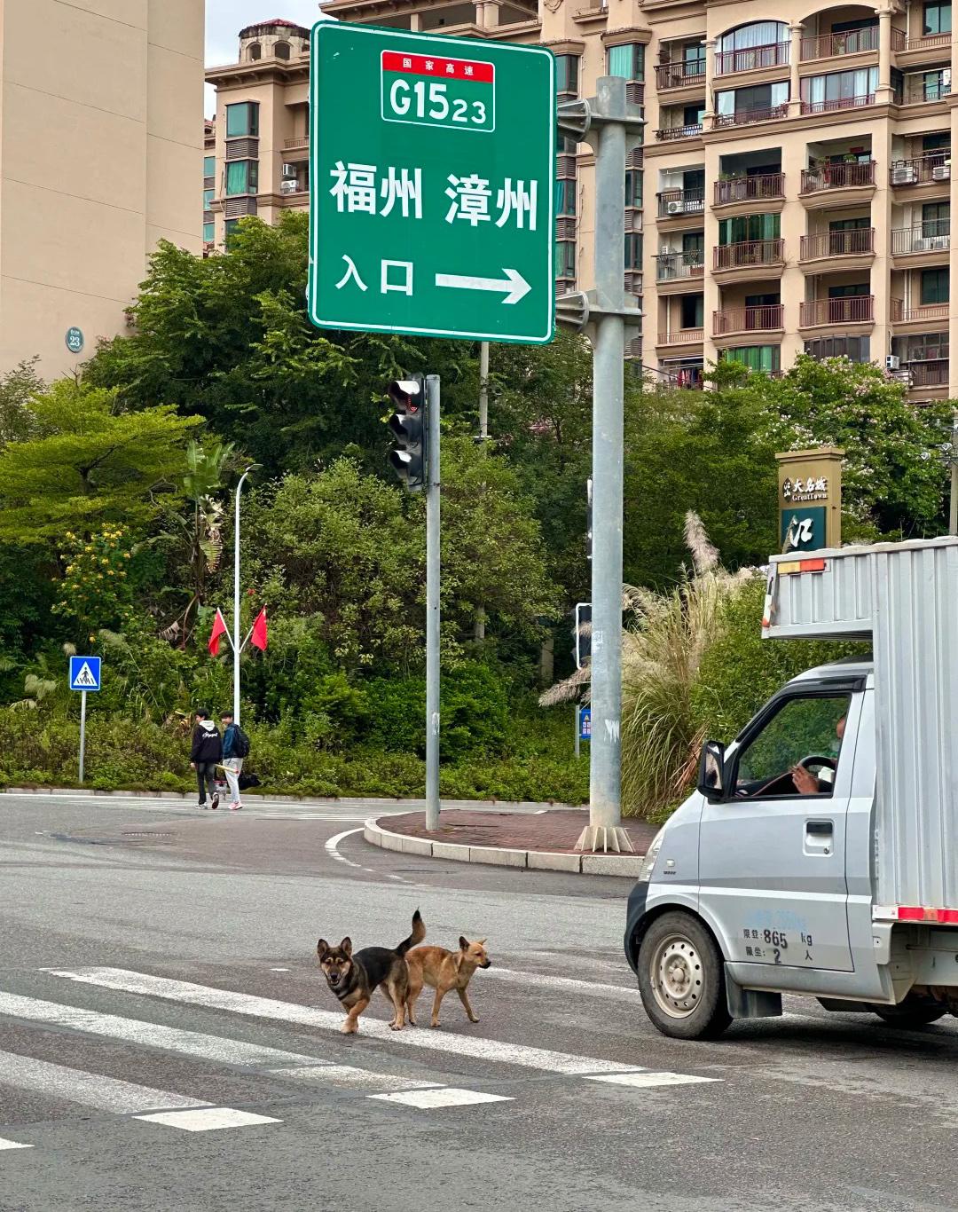 我不反对你们自由恋爱，但这里是大马路，车来车往。

我在高速入口的马路中间看见两
