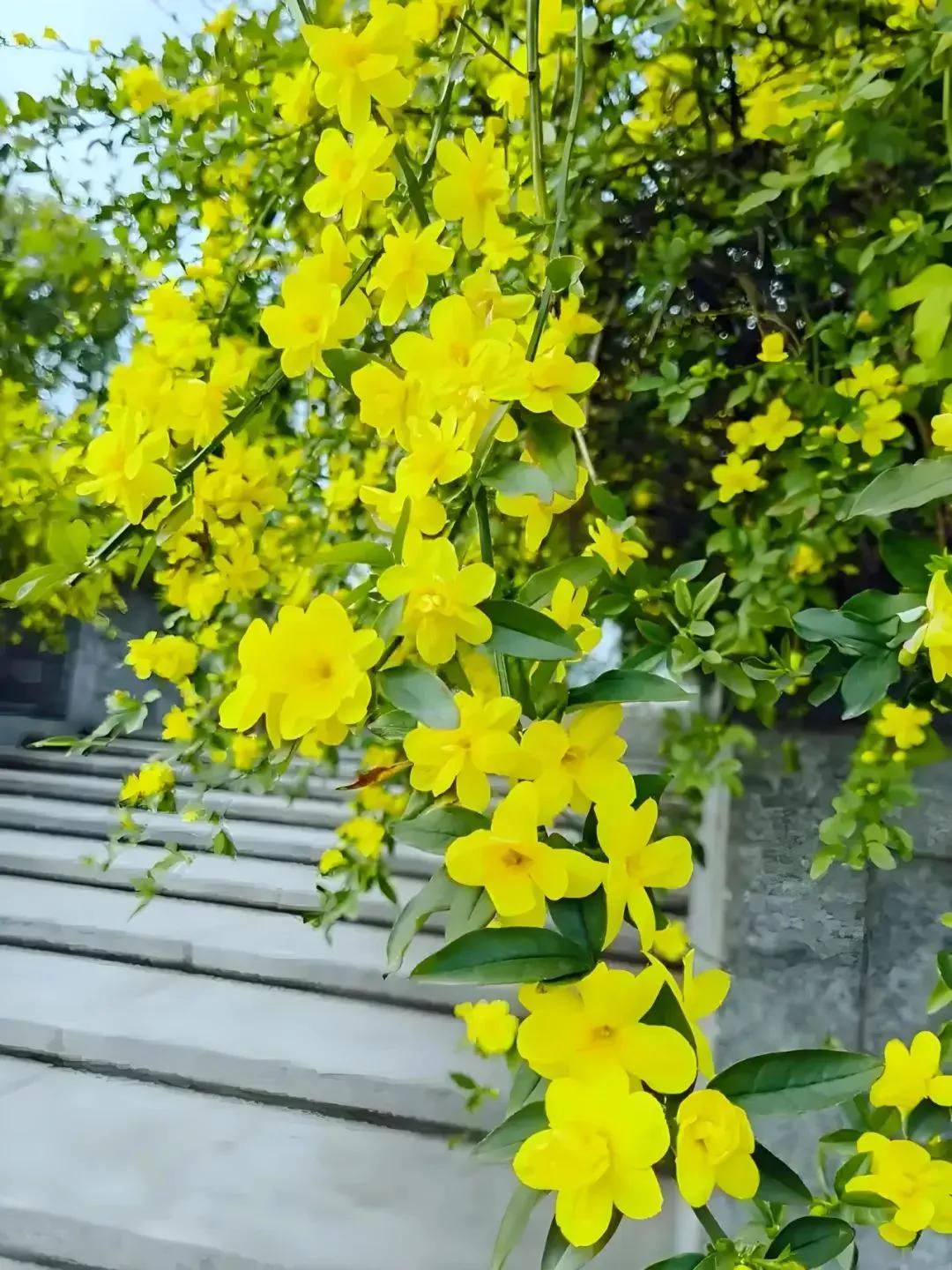 晒图笔记大赛春天来了花儿来了，美图可见。