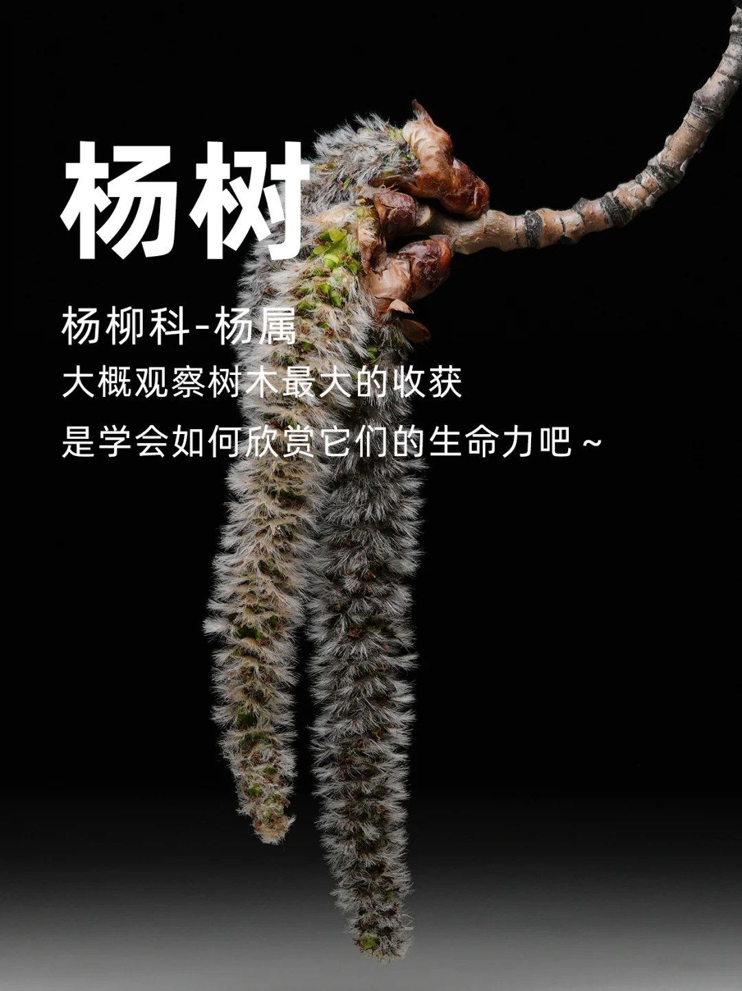 春天的杨树已开始结果，观察树木的生命力