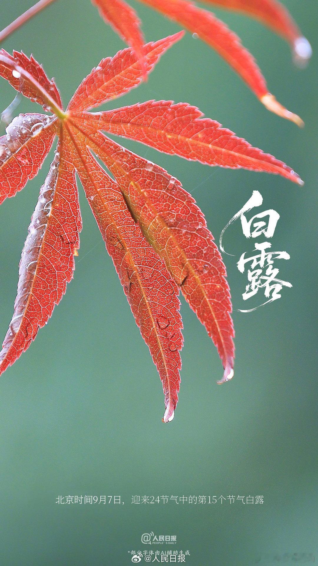 暑热转向凉秋的节点到了【明天就到白露了】北京时间9月7日22时41分将迎来白露节