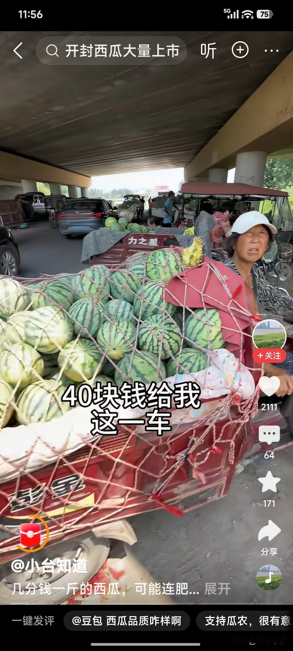 今年西瓜便宜！近日，全国多地西瓜集中上市，可价格低得可怜，1毛——3毛/斤不等，