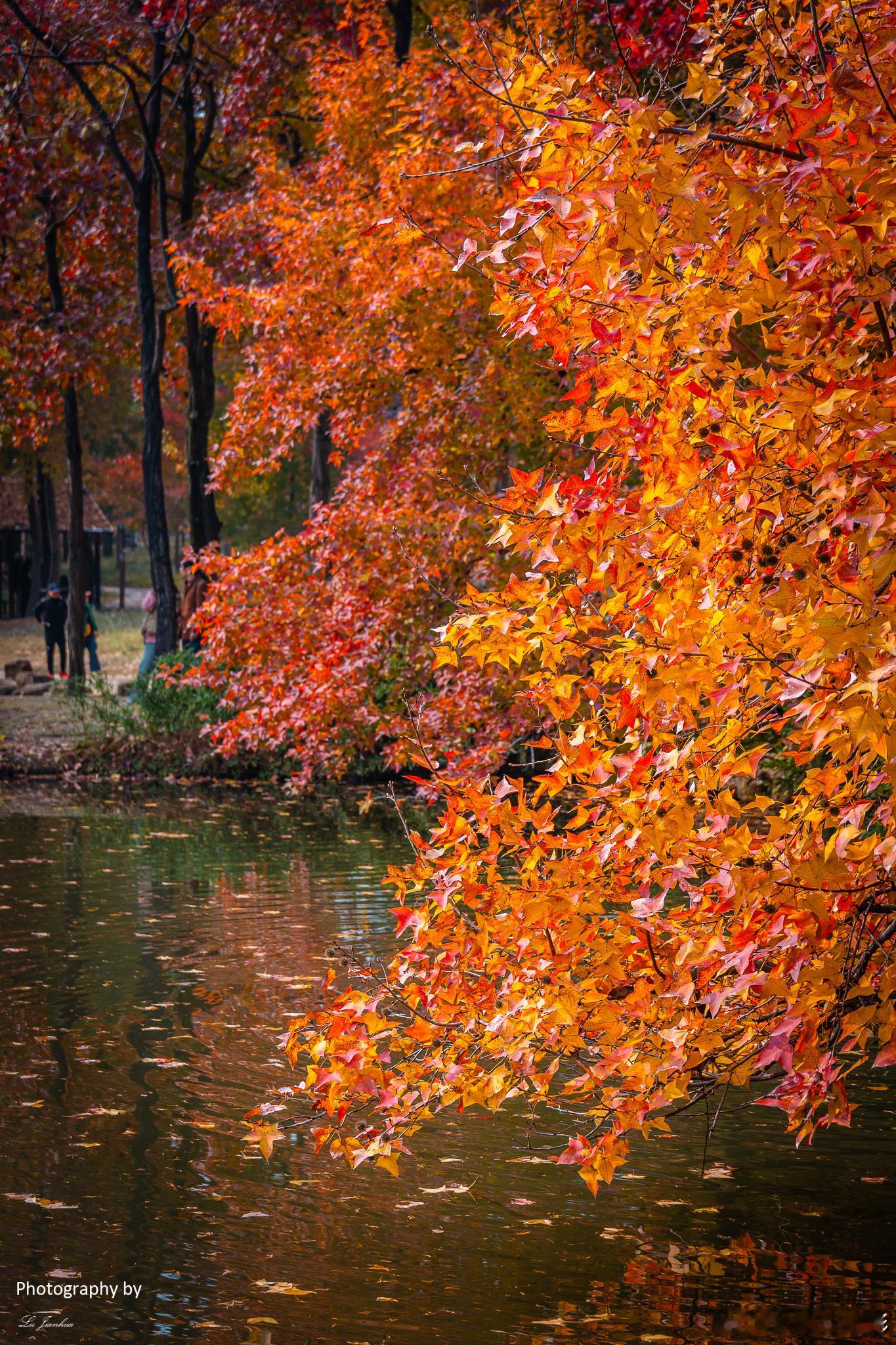 苏州天平山，一段最燃的记忆。因为有满山红叶，像是一片红色的海洋，波澜壮阔。来年再