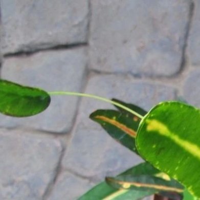 蜂腰洒金榕外形：枝干一节一节，自带独特细腰形态，叶片小巧，叶面散落金色斑点，造型